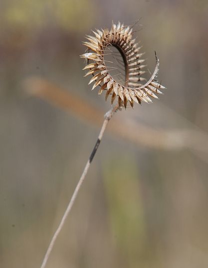  p>丁香栉草(学名:ctenium aromaticum)是 a href="#" data-lemmaid="