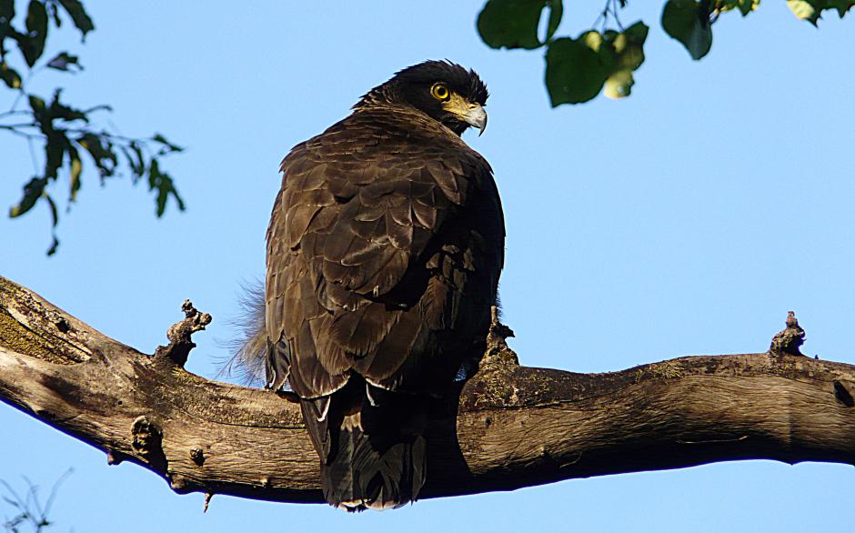 hewi6toh">蛇雕是鹰形目鹰科蛇雕属鸟类,又称蛇鹰,白腹蛇雕,冠蛇雕