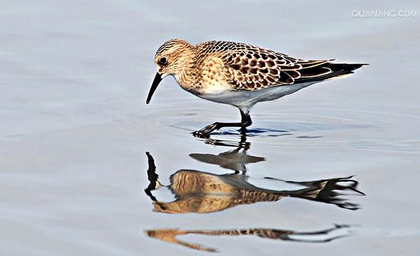  p>鴴形目(charadriiformes)鹬科(scolopacidae)的一属,包括滨鹬(dun