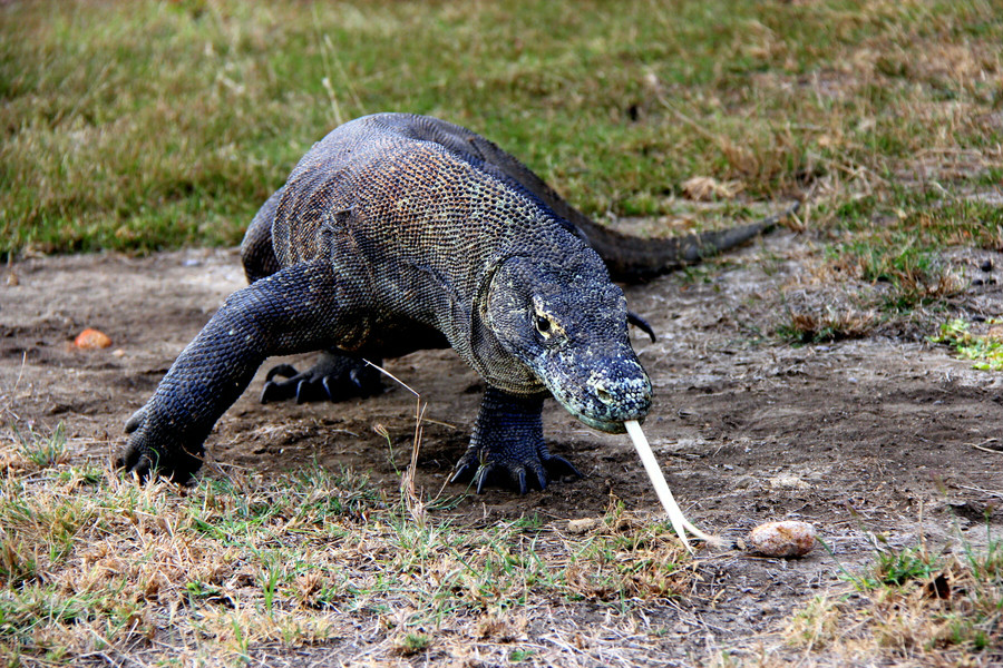 komodo dragon