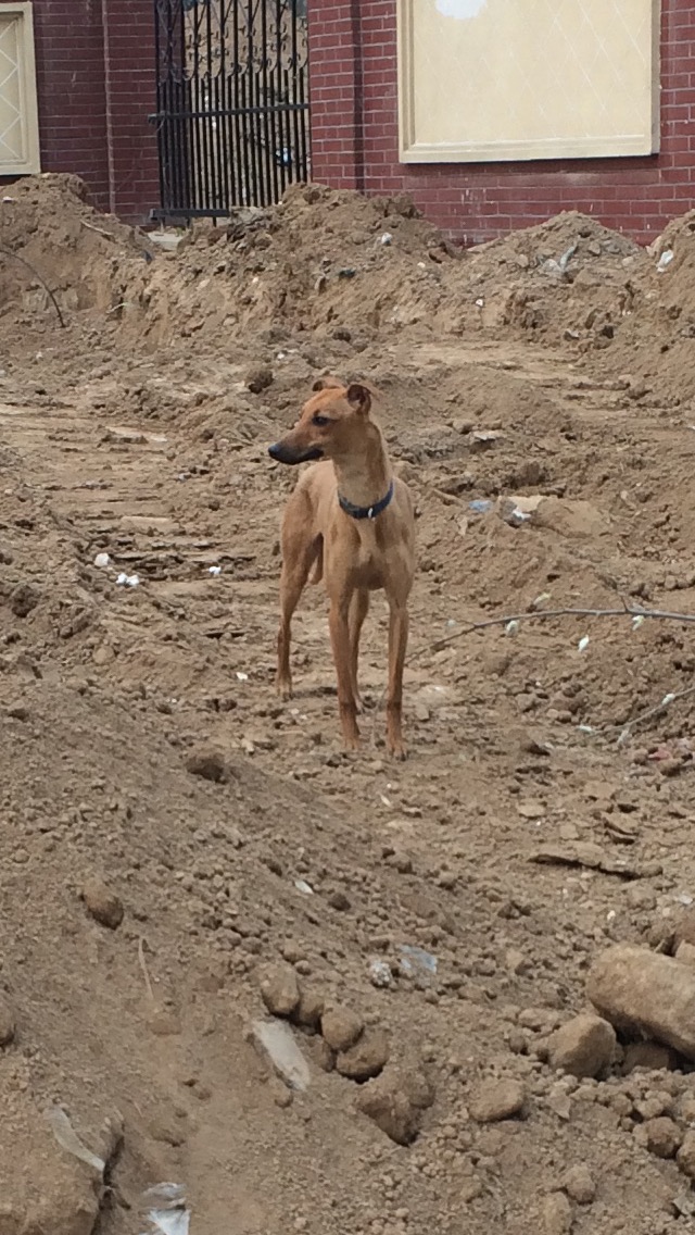  p>格力犬又名灵缇(greyhound),原产于中东地区.