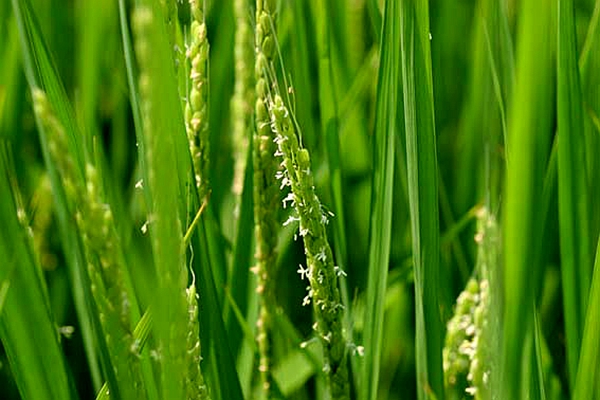 披碱草属多年生丛生 a href="#" data-lemmaid="541696">草本 /a>植物