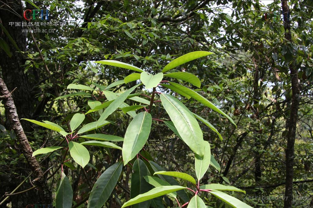  p>交让木属, a href="#">交让木科 /a>,25种,分布于 a href="#" data