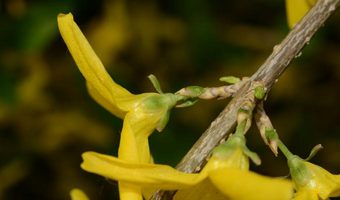  p>卵叶连翘(学名: i>forsythia ovata /i> nakai)是木犀科,连翘属