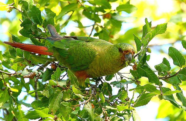  p>南方锥尾鹦鹉指名亚种是典型的 a href="#" data-lemmaid="2021723