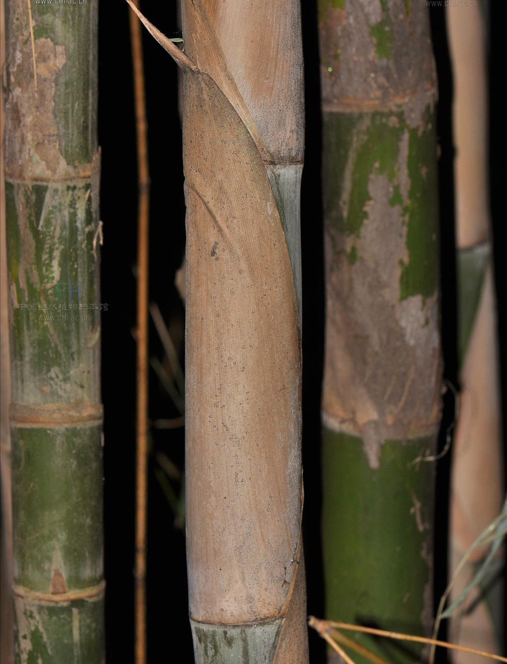  p>泰竹属,thyrsostachys gamble,是 a target="