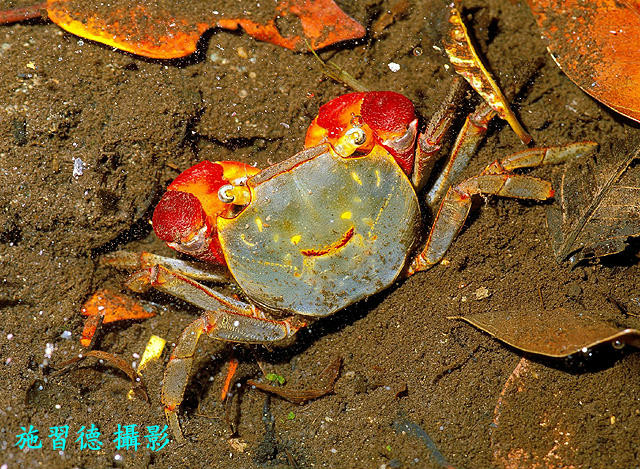  p> a target="_blank" href="/item/红螯螳臂蟹/5181107" data-lemma