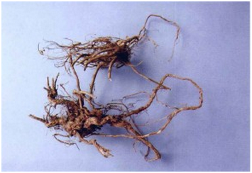 为野牡丹科植物朝天罐 i>osbeckia opipara  /i>c. y. wu et c.
