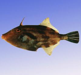  p>黄鳍马面鲀(navodon tessellates günther),隶革鲀科(aluteridae)