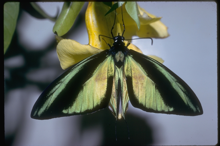  p>极乐鸟翼凤蝶(学名:ornithoptera meridionalis)属鳞翅目凤蝶科 a
