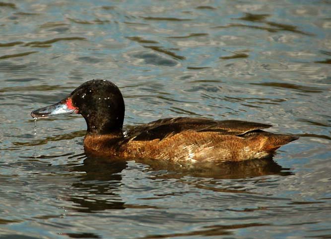  p>黑头鸭(学名: i>heteronetta atricapilla /i>)为 a href="#">雁形