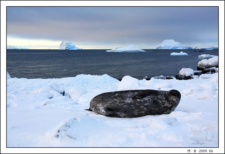 weddell sea