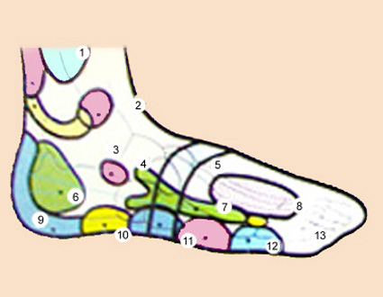 跗骨/8968354" data-lemmaid="8968354">跗骨 /a>组成的脚朝上的脚面