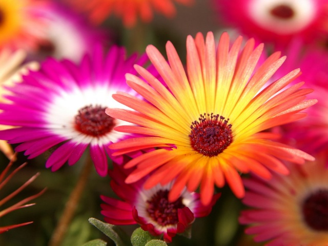  p>三色松叶菊株高仅10cm,主茎短,分枝多,组成茂密的多花株丛.