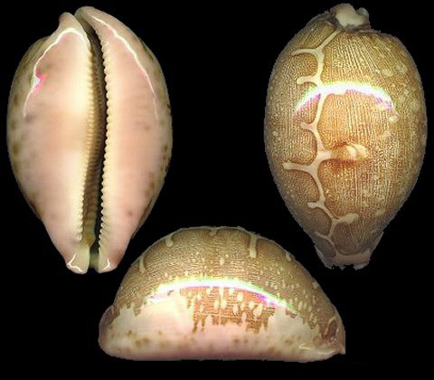  p>地图宝螺(学名:leporicypraea mappa mappa)是腹足纲宝螺科的 a