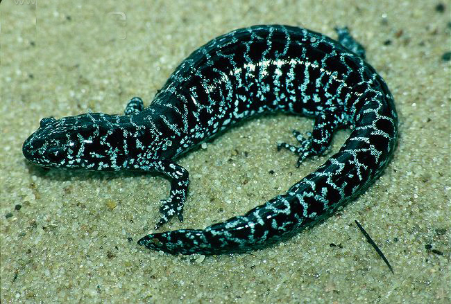 frosted flatwoods salamander
