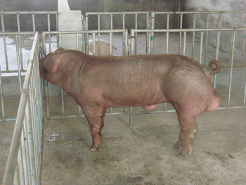 河南诸美种猪育种集团有限公司