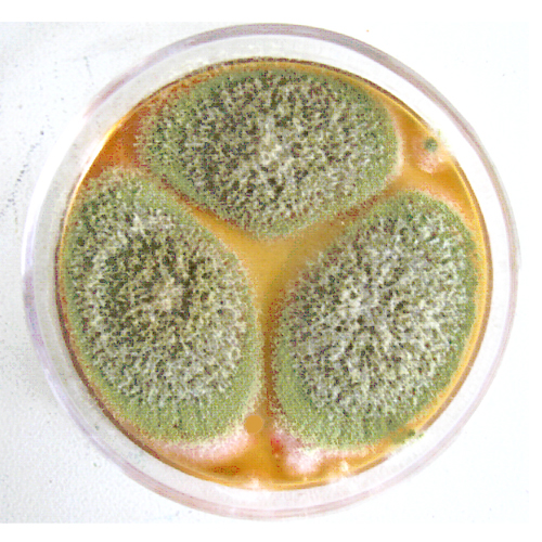 p>黄曲霉aspergillus flavus link ex fr.
