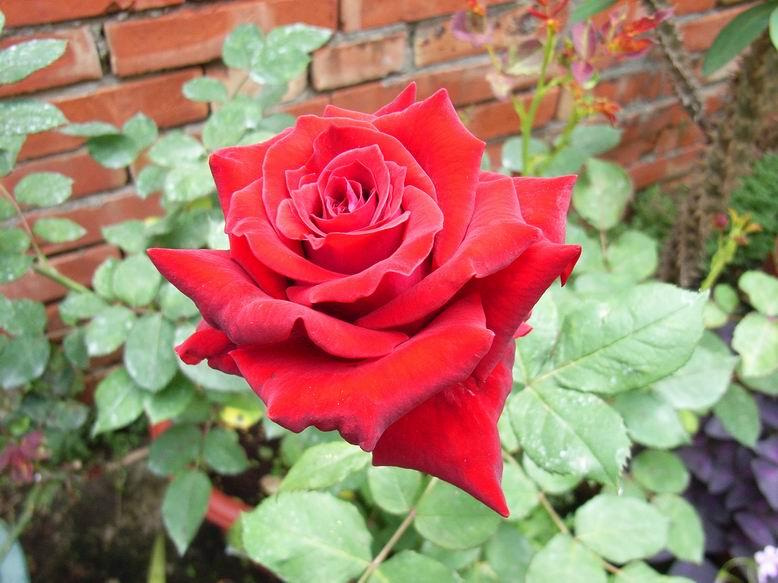  p data-id="gnb3qjger3">萨曼莎,深红色,带绒光,高心卷边,花型十分