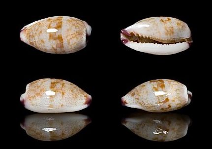  p>紫端宝螺(学名:purpuradusta fimbriata fimbriata)是腹足纲宝螺科