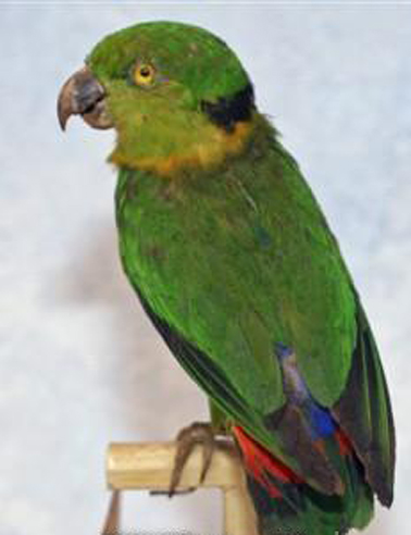 black-collared lovebird
