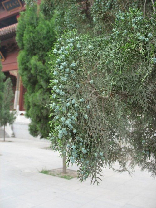  p>岷江柏木(学名: i>cupressus chengiana /i> s. y.