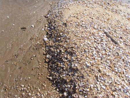 指海岸带淤泥质海岸平原上由海生贝壳碎屑和细沙,粉沙组成的一种 a