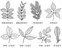  p>小叶在 a href="#" data-lemmaid="9510472">叶轴 /a>的两侧排列成