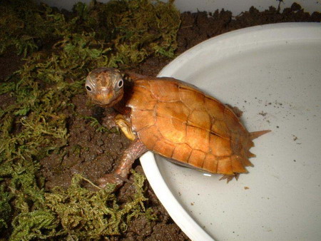  p>地龟(学名: i>geoemyda spengleri /i>)是龟科,地龟属半水栖的龟类