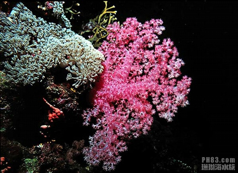  p>红鸡冠珊瑚(英文名称:dendronepythya sp )分布于 a href="#" data