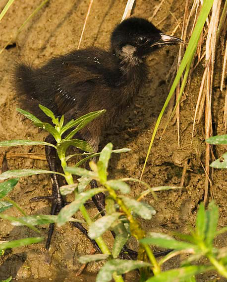  p>红脚苦恶鸟(学名: i>amaurornis akool /i>)是 a href="#">鹤科 /a