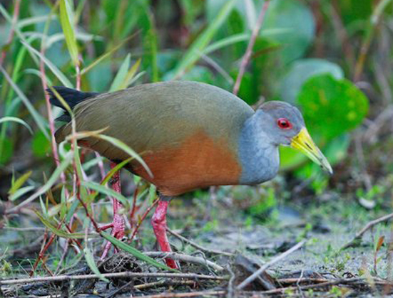  p>灰颈林秧鸡是一种中型 a target="_blank" href="/item/涉禽/26822