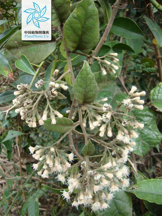  p>茄叶斑鸠菊(学名: i>vernonia solanifolia /i> benth.