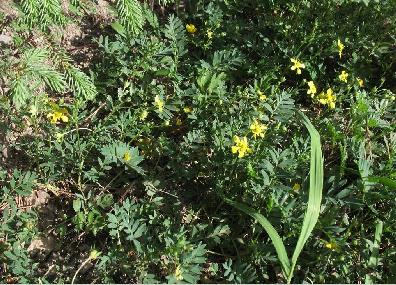  p>长叶二裂委陵菜(拉丁名:potentilla bifurca l. var. major ledeb.