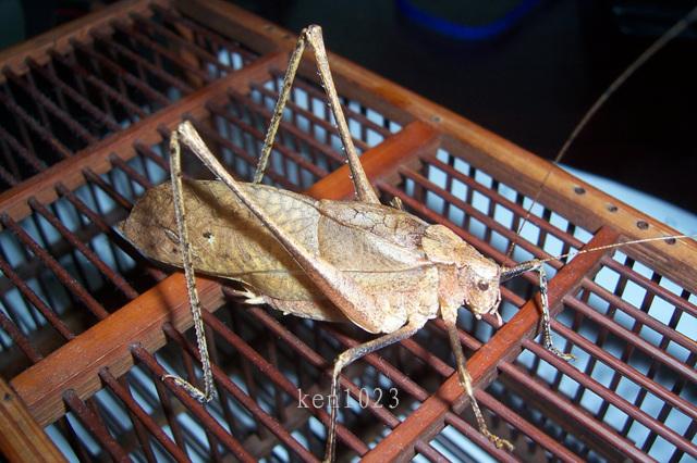络丝娘.古名络伟