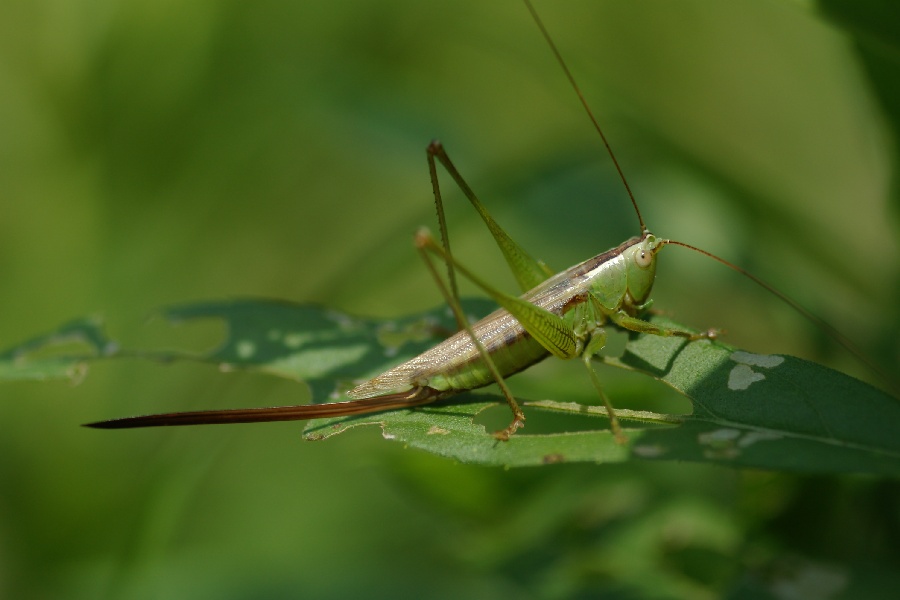 长瓣草螽