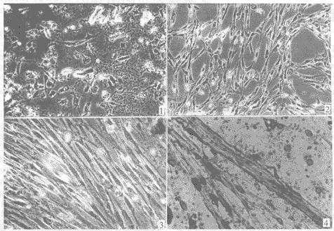  p>卫星细胞(satellite cell)亦称"被囊细胞".