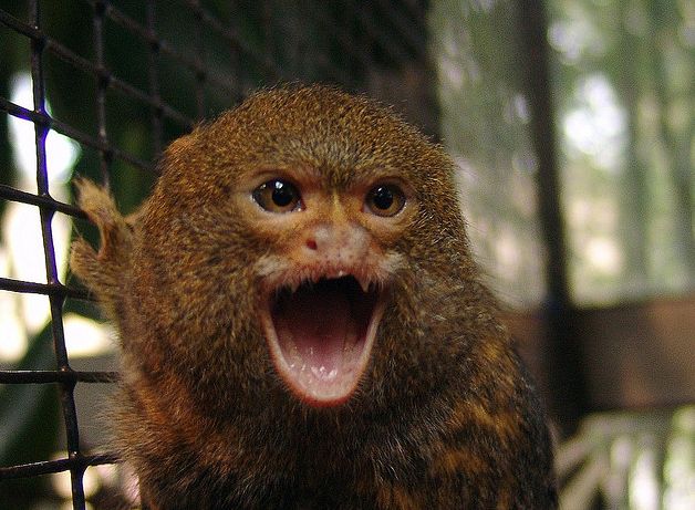  p>侏狨是生活在 a target="_blank" href="/item/南美洲/138913"