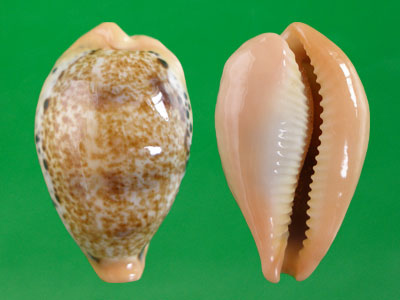  p>玉女宝螺(学名:austrasiatica hungerfordi hungerfordi)是 a href