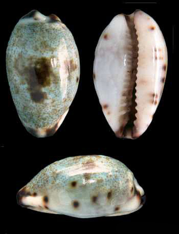  p>小眼宝螺(学名:purpuradusta gracilis gracilis)是腹足纲宝螺科的