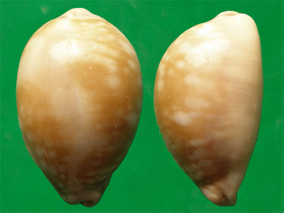  p>云斑宝螺(学名:lyncina nivosa nivosa)是腹足纲宝螺科的 a href="