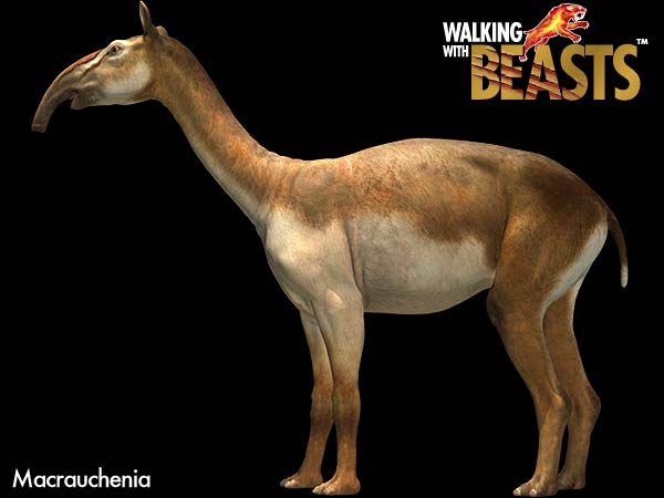  p>长颈驼是 a data-lemmaid="8150775">滑距骨目 /a>的一种有蹄动物.