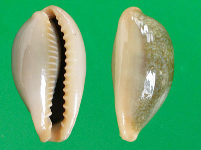 外唇和内唇有细齿.外套膜薄,二叶型,活著时候几乎完全覆盖贝壳.