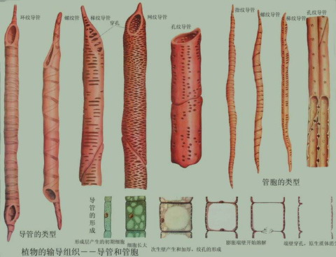 包括皮肤角质层细胞,叶片角质层细胞,植物导管,植物木质层细胞.