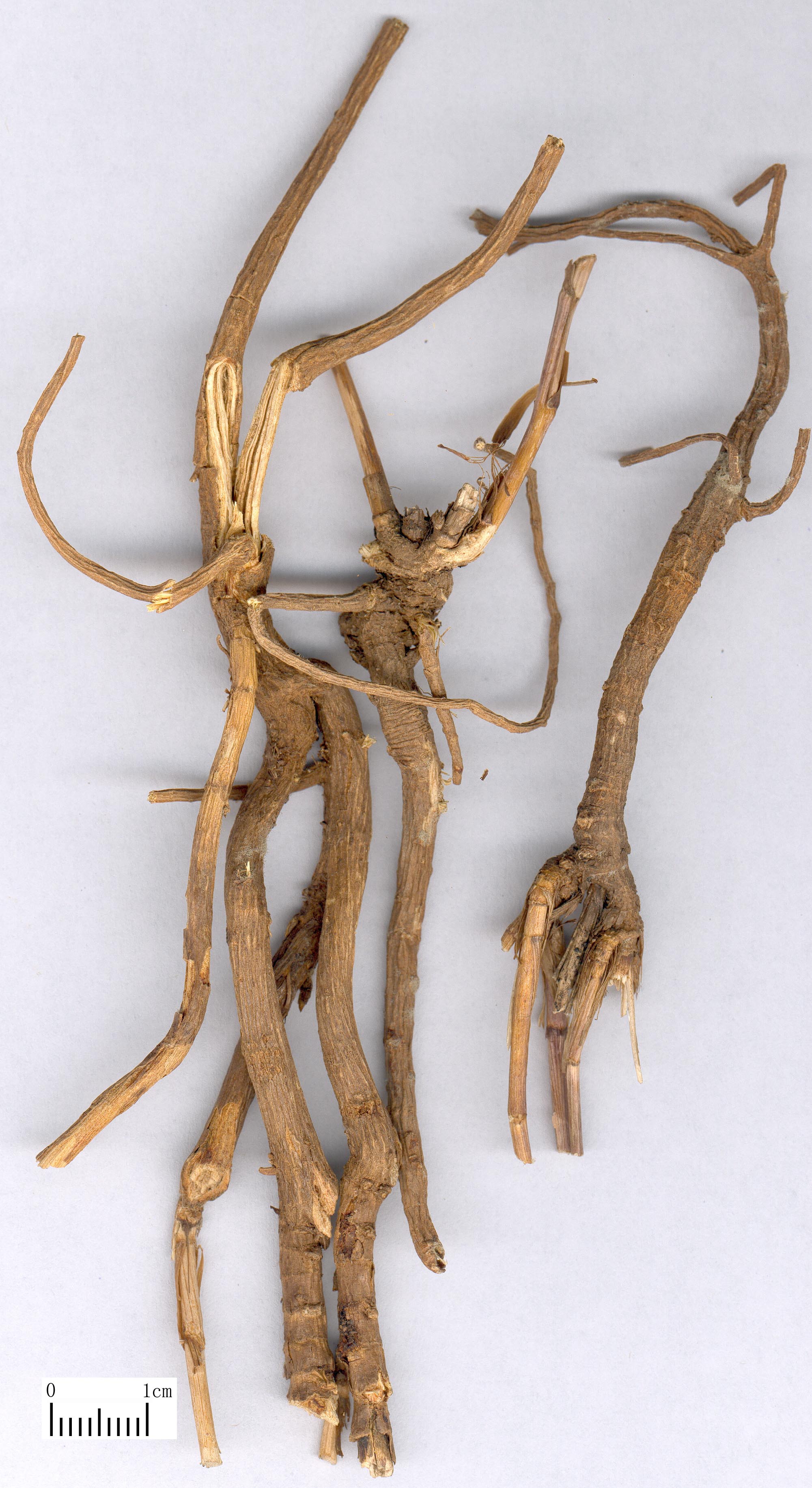  p> b>新疆柴胡 /b>(学名: i>bupleurum exaltatum /i>)是伞形科柴胡