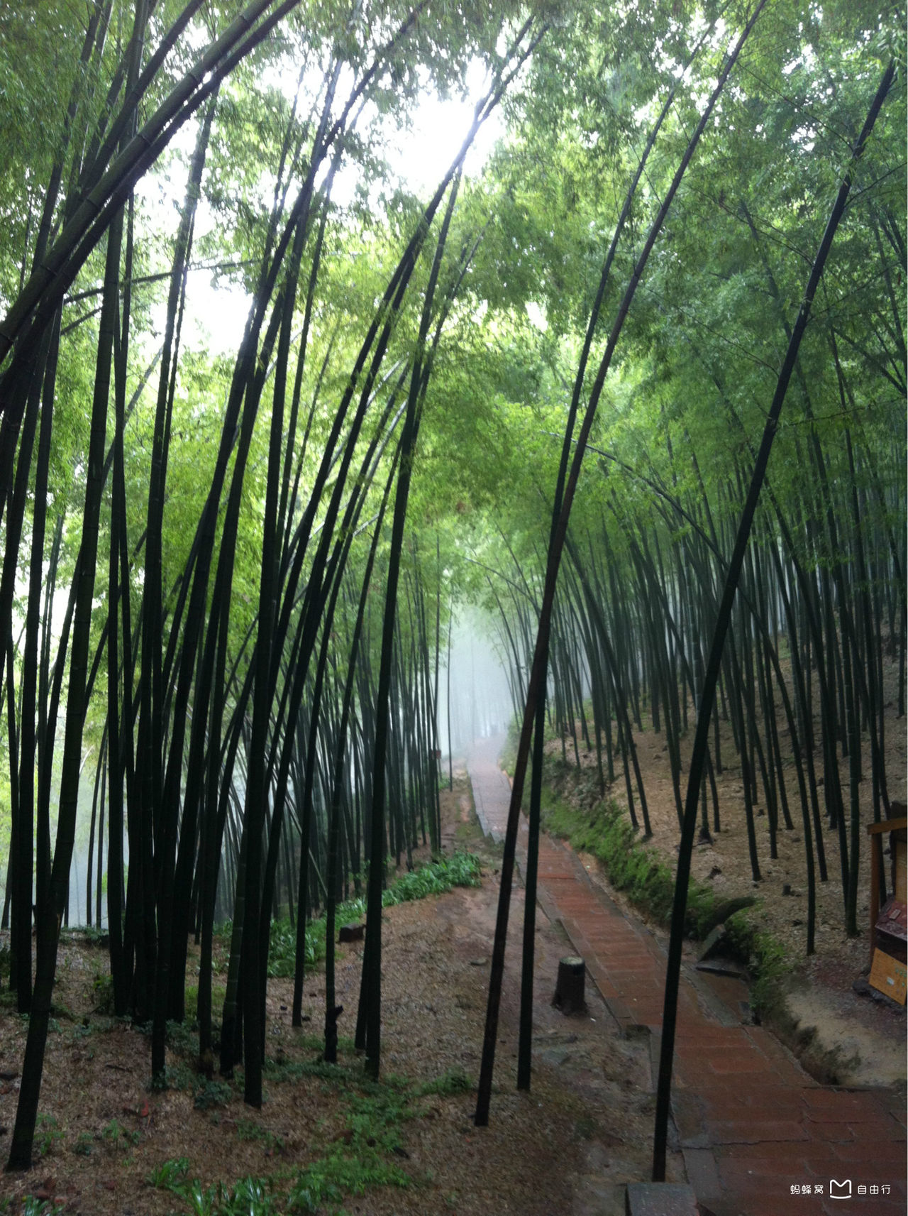 芦沟竹海位于中国四川省邛崃市,是距离成都