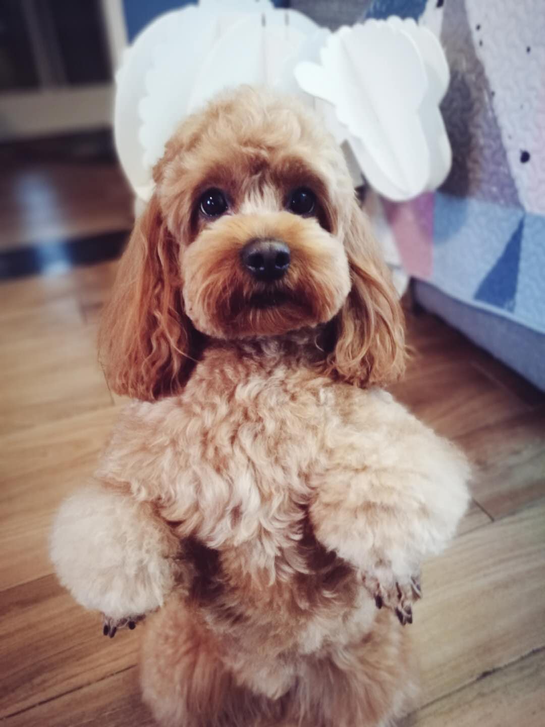  p data-id="gnvgeo7f2k">可卡布犬,是泰迪和可卡的后代,面部是 a