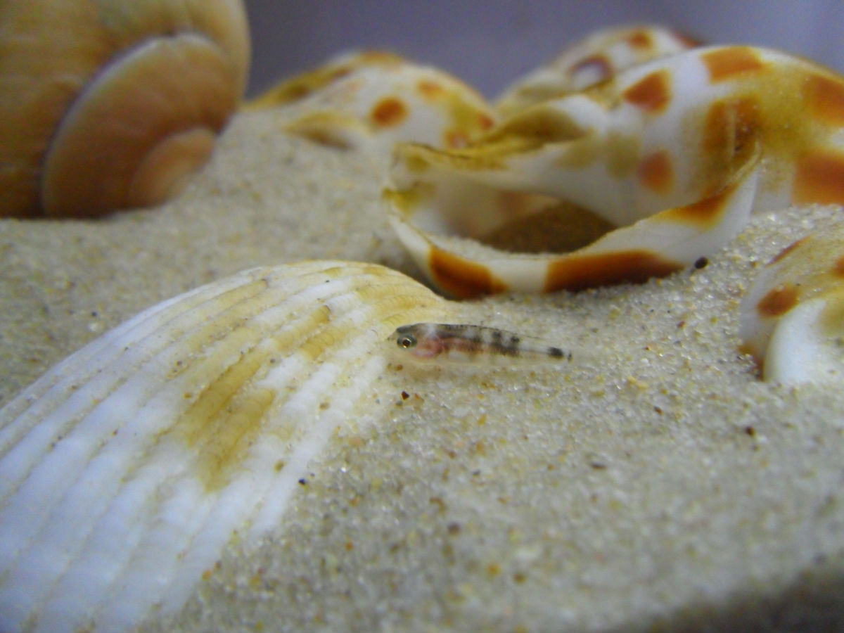  p>钻石贝是谨慎的贝鱼,他们有相当长的时间都待在壳附近,也很难在 a