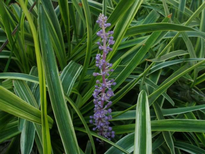 是百合科山麦冬属植物.