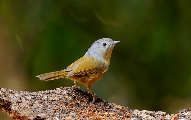  p>灰连雀(学名:hypocolius ampelinus)是鸟纲雀形目灰连雀科的仅有 a